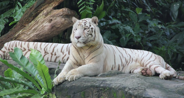 Singapore Zoo