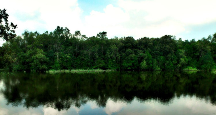 Sungei Buloh